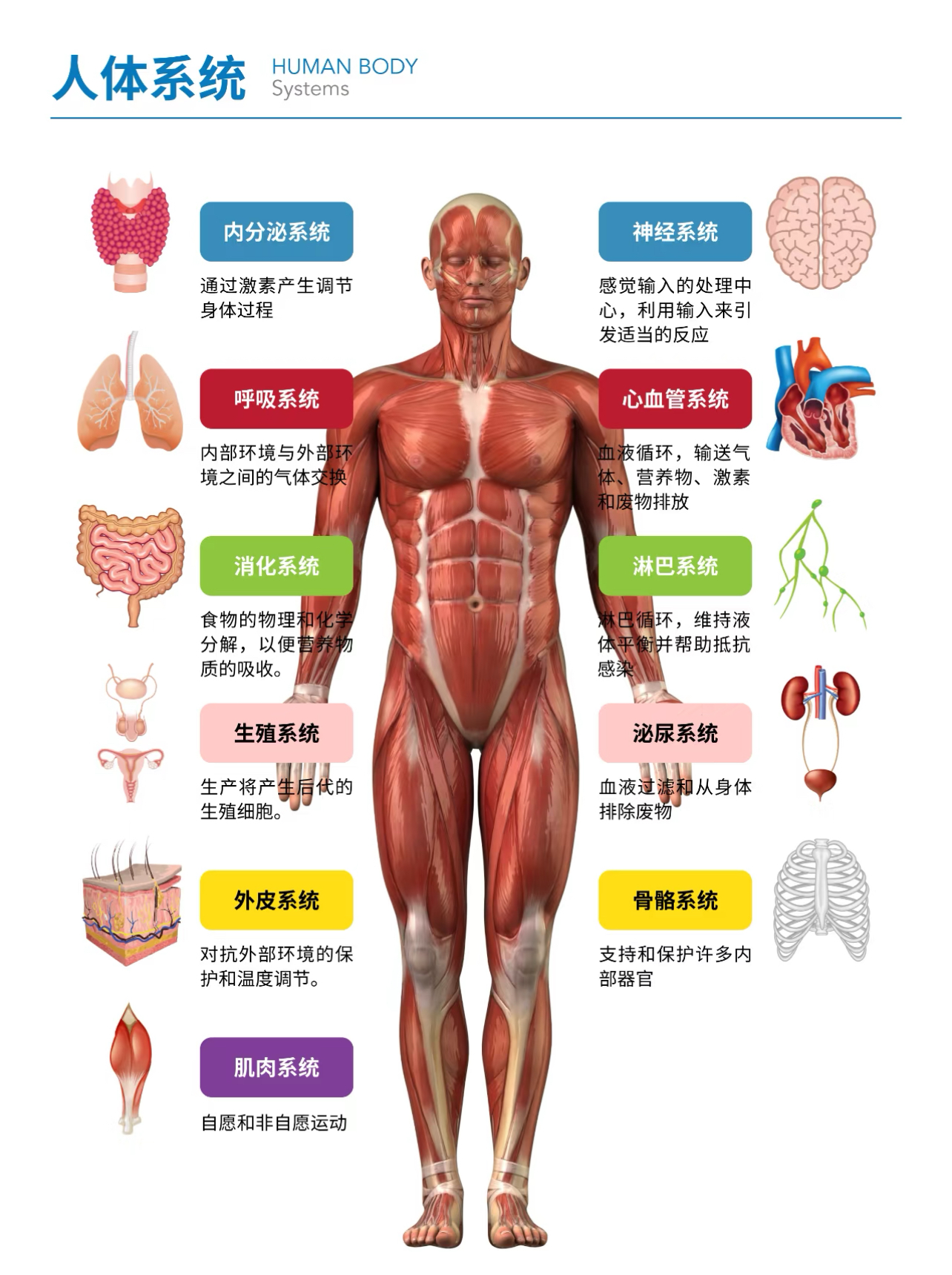 核心临床失衡图示